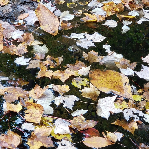 🍂Embracing Change🍂 - Picture 4 of 4